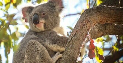 AI vision salva koala