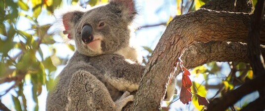 AI vision salva koala